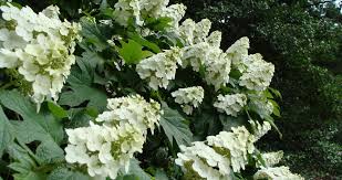 Image result for Hydrangea quercifolia
