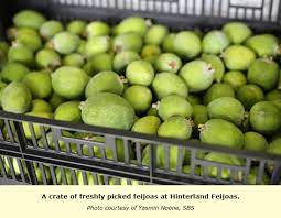 This unusual fruit owes its name to its skin. Australia Feijoa Is The Superfruit You Ve Probably Never Heard Of Tfnet International Tropical Fruits Network