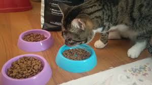 Golosi Kedi Mamasi Felicia Ve Bonacibo Kiyaslamasi Ile Anlattim Youtube