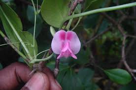 Image result for Galactia striata