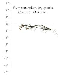 Image result for Gymnosporia oxycarpa