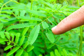 Image result for Mimosa pudica