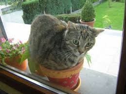 Repulsif Pour Chat Le Melange Naturel Pour Les Eloigner Sans Leur Faire De Mal Eloigner Les Chats Repulsif Chat Jardin Comment Eloigner Les Chats