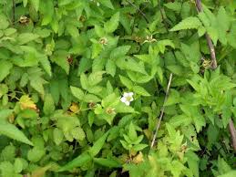Image result for Rubus rosifolius