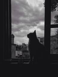 Te Amo Gato Di 2020 Seni Kucing Hewan Fotografi Abstrak