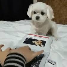 You Can T Stand Beside Me In This I M Pro Bro Dog S Life Diary Video Cute Baby Animals Cute Animals Cute Funny Animals