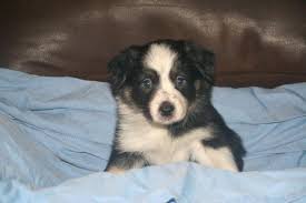 A midwestern state in north central united. Akc And Abca Border Collie Puppies For Sale In Six Lakes Michigan Classified Americanlisted Com