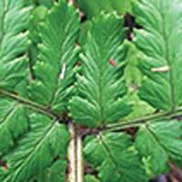 Image result for Dryopteris pentheri