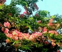 Image result for Cassia agnes