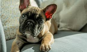 Check out the many different french bulldog pictures and french bulldog images. Boston Terrier Vs French Bulldog What S The Difference