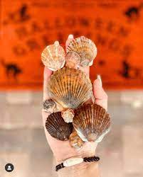 Florida Shelling S Instagram Post Every Shell Speaks To Me Washing Ashore From The Autumn Waves Bracelet And Shells Available In My Etsy Shop Clicka