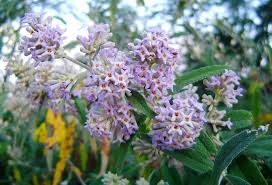 Image result for Buddleja salviifolia
