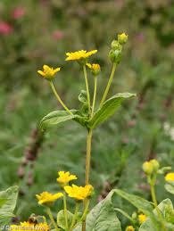 Image result for Silene abyssinica