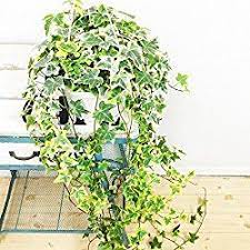 pin on ドライガーデン