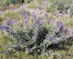 Image result for Aristida canescens