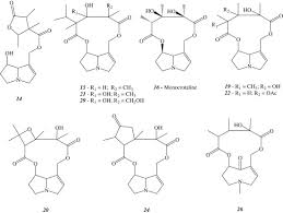 Image result for Crotalaria cylindrocarpa