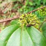 Image result for Smilax anceps