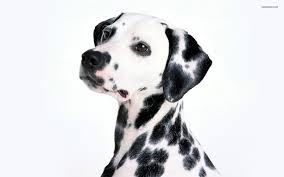 Our dalmatian removable wallpaper is available both in peel and stick & traditional wallpaper materials. Dalmatian Wallpapers Top Free Dalmatian Backgrounds Wallpaperaccess