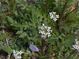 Image result for Cryptolepis apiculata