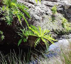 Image result for Sonchus bipontini