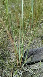 Image result for Eragrostis atrovirens
