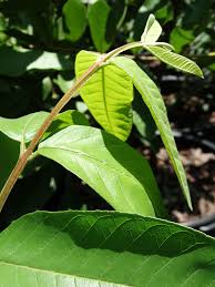 We did not find results for: Kaohsiung High Yield Pearl Guava Psidium Guajava Urban Tropicals