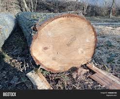 This works especially well if your stump has a hollow center. Sawed Stump Sawn Image Photo Free Trial Bigstock