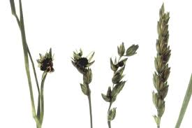 Image result for Trigonella anguina