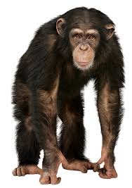 Art Illustration Chimpanzee Pan Is A Genus Of Hominid Primates Comprising The Pan Troglodytes Common Chim Monkey Wall Stickers Chimpanzee Affenpinscher Dog