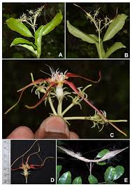Image result for Strophanthus eminii