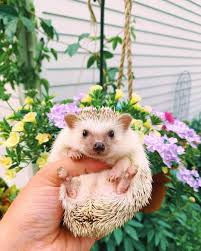 Pin On Hedgehog