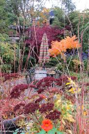 Skunkbush sumac botanical name:rhus trilobata 'autumn amber' flowers: Autumn Colour Janet Davis Explores Colour