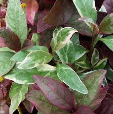 Image result for Pseuderanthemum