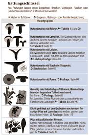 Bestimmungsschlussel Einstiegsseite Pilze Bestimmen Pilze Schwammerl