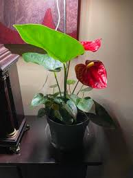 How To Repot An Anthurium - Tips On Repotting Anthurium Plants | Gardening  Know How