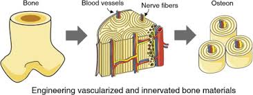 The patient receives a much deeper understanding of their problem and what the doctor is going to do, and some patients find it so enlightening they ask for a. Engineering Vascularized And Innervated Bone Biomaterials For Improved Skeletal Tissue Regeneration Sciencedirect
