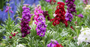 Maybe you would like to learn more about one of these? How To Grow And Care For Stock Flowers Matthiola Incana