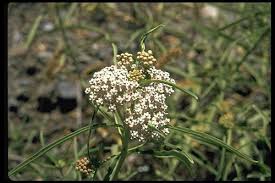 Narrow Leaf Milkweed Asclepias Fascicularis Asclepias Milkweed Full Sun Plants