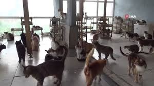 Sagir Olma Tehlikesi Altinda Olan 120 Kedi Icin Yardim Cagrisi Haberler
