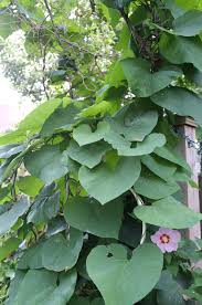 The pipevine swallowtail (battus philenor) is found in north and central florida. Aristolochia Macrophylla Kim Smith Films