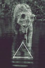 Fondos De Pantalla De Lobos Para Celular Fotos De Lobo Fondos De Pantalla Tumblr Lobos