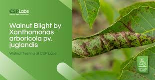Image result for Walnut blight