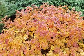 Image result for Xerophyta wentzeliana