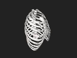 The ribs are a set of twelve paired bones which form the protective 'cage' of the thorax. File Bodyparts3d Rib Cage Stl Wikimedia Commons
