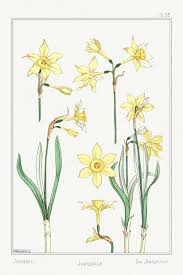 Jonquille Or Jonquil From La Plante Et Ses Applications Ornementales 1896 Illustrated By Maurice Pill Botanical Illustration Botanical Drawings Botanical Art