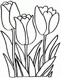 Tulip Flowers Coloring Sheets Free For Preschool 20598 Flower Coloring Sheets Coloring Pages Flower Coloring Pages