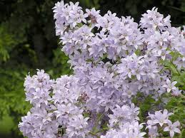 Great Plant Pick Campanula Lactiflora Milky Bellflower Heraldnet Com In 2020 Plants Shade Plants Campanula