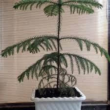Norfolk island pine houseplant care guide. How To Grow A Norfolk Island Pine As A Houseplant Dengarden