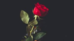 La rosa rossa e' il simbolo universale dell'amore, e' il fiore della passione e ricorda il fuoco d'amore che arde, sia per relazioni appena sbocciate, sia per amori consolidati. Foto Rose Rosse E Immagini