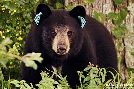 How to keep bears out of your garden. Living With Black Bears
